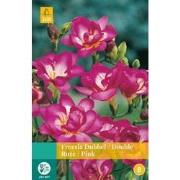 2 stuks - Freesia Dubbel Roze 12 bollen