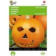 5 stuks - Pompoenen Jack O Lantern (Cucub.Pepo)