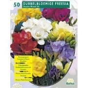 2 stuks - Zomer Bloembollen Freesia Double, Mix per 50