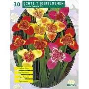 2 stuks - Zomer Bloembollen Tigridia Pavonia, Mix per 30