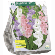 3 stuks - Zomer Bloembollen Gladiolus Pastel Mix per 15