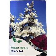 Hortensia Paniculata Wim s Red