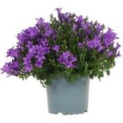 Campanula Addenda - Klokjesbloem purple potmaat 12cm - vaste plant - w...