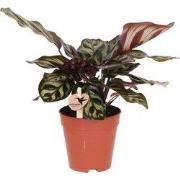 Kolibri Greens | Groene plant - Calathea Makoyana - groene kamerplant ...