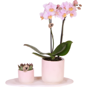 Kolibri Company | Plantenset Valentijn 'Gradience Pink' | Roze Phalaen...