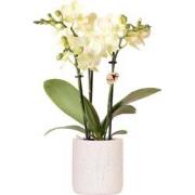 Kolibri Orchids | Gele orchidee Mexico + Floral sierpot lichtblauw - p...
