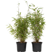 Bamboe - Set van 2 - Fargesia nitida 'Red Dragon' - Hoogte 60-80cm - ?...