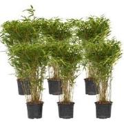 Bamboe - Set van 6 - Fargesia nitida 'Gansu' - Hoogte 50-70cm - ?17cm