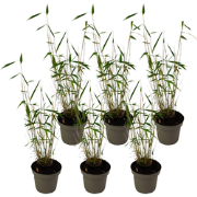 Blauwe bamboe - Set van 6 - Fargesia 'Blue Dragon' - Hoogte 30-40cm - ...