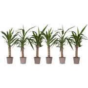 Palmlelie - Set van 6 - Yucca elephantipes - Hoogte 50-60cm - ?14cm