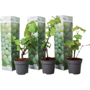 Druivenplant - Set van 3 - Vitis vinifera 'Chardonnay' - Hoogte 25-40c...