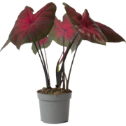 Engelenvleugels - Caladium 'Postman Joyner' - Hoogte 25-40cm - ?12cm