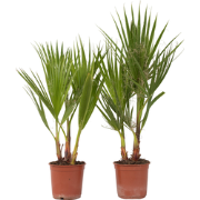Mexicaanse waaierpalm - Set van 2 - Washingtonia - Hoogte 50-60cm - ?1...