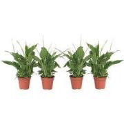Lepelplant - Set van 4 - Spathiphyllum 'Torelli' - Hoogte 30-45cm - ?1...