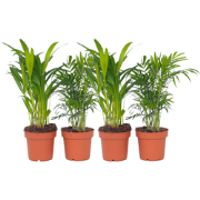 Kleine kamerpalmen - Set van 4 - Dypsis, Chamaedorea - Hoogte 25-40cm ...