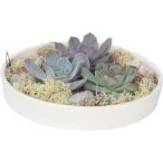 Echeveria - Echeveria lilacina - Hoogte 8cm