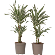 Drakenbloedboom - Set van 2 - Dracaena 'White Stripe' - Hoogte 60-70cm...