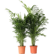 Dwergpalm - Set van 2 - Chamaedorea elegans - Hoogte 80-90cm - ?20cm