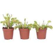 Venus vliegenvanger - Set van 3 - Dionaea muscipula - Hoogte 5-15cm - ...