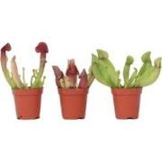 Trompetbekerplant - Set van 3 - Sarracenia purpurea - Hoogte 10cm - ?5...