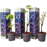 Druivenplant - Set van 3 - Vitis 'Cabernet Franc' - Hoogte 25-40cm - ?...