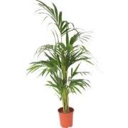 Kentiapalm - Howea forsteriana - Hoogte 130-140cm - ?21cm
