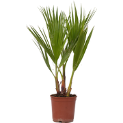 Mexicaanse waaierpalm - Washingtonia robusta - Hoogte 50-60cm - ?15cm