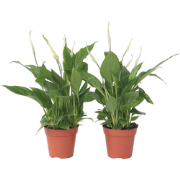 Lepelplant - Set van 2 - Spathiphyllum 'Torelli' - Hoogte 30-45cm - ?1...