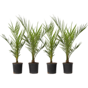 Canarische Dadelpalm - Set van 4 - Phoenix canariensis - Hoogte 50-60c...