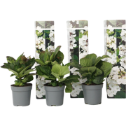 Hortensia - Set van 3 - Hydrangea 'Benxi' - Hoogte 25-40cm - ?9cm
