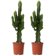 Cowboycactus - Set van 2 - Euphorbia ingens - Hoogte 50-60cm - ?17cm
