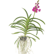 Roze Orchidee L - Vanda 'Pink' - Hoogte 55-65cm