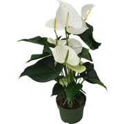 Flamingoplant - Anthurium 'Alaska White' - Hoogte 55-70cm - ø17cm