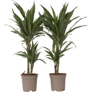 Drakenbloedboom - Set van 2 - Dracaena 'Warneckei' - Hoogte 60-70cm - ...