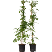 Trompetbloem - Set van 2 - Campis radicans 'Flava' - Hoogte 110-120cm ...