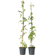 Trompetbloem - Set van 2 - Campsis radicans - Hoogte 110-120cm - ?17cm