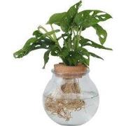 Apenmasker in glas - Monstera adansonii 'Monkey Mask' - Hoogte 25-35cm...