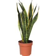 Vrouwentong - Sansevieria trifasciata Laurentii - Hoogte 40-50cm - ?14...