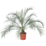 Dwergdadelpalm - Phoenix roebelenii - Hoogte 80-90cm - ?21cm