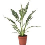 Lepelplant - Spathiphyllum 'Diamond' - Hoogte 40-50cm - ?12cm