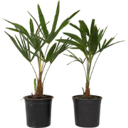 Chinese Waaierpalm - Set van 2 - Trachycarpus Fortunei - Hoogte 35-45c...