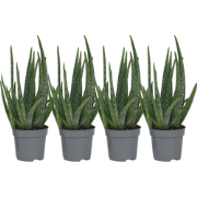 Aloë vera - Set van 4 - Aloe barbadensis - Hoogte 25-40cm - ?10,5cm