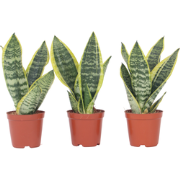 Vrouwentong - Set van 3 - Sansevieria 'Futura Superba' - Hoogte 35-40c...