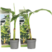 Bananenplant - Set van 2 - Musa basjoo - Hoogte 25-40cm - ?9cm
