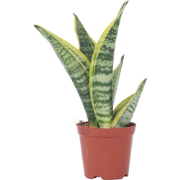 Vrouwentong - Sanseviera 'Futura Superba' - Hoogte 35-40cm - ?12cm