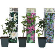 Passiebloem - Set van 3 - Passiflora hybridum - Hoogte 25-40cm - ?9cm