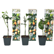 Passiebloem - Set van 3 - Passiflora edulis 'Frederick' - Hoogte 25-40...