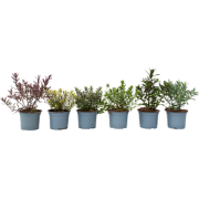 Struikveronica - Set van 6 - Hebe pinguifolia - Hoogte 15-20cm - ?10,5...