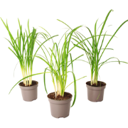 Kaapse knoflook - Set van 3 - Tulbaghia violacea - Hoogte 15-25cm - ?9...