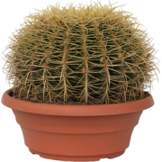 Schoonmoedersstoel - Echinocactus grusonii - Hoogte 25-35cm - ?25cm